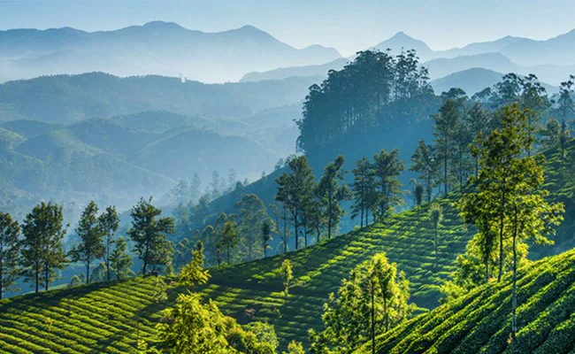 fbloss6o munnar 625x300 21 october 22