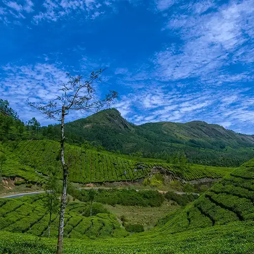 munnar hill station in idukki 1728565312 b1dcf6ac2f025725497f